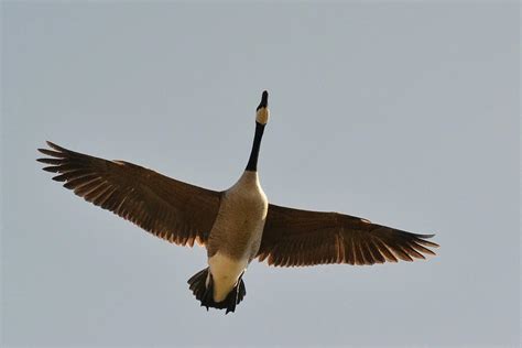 Canada Goose in-flight Photograph by Asbed Iskedjian - Pixels