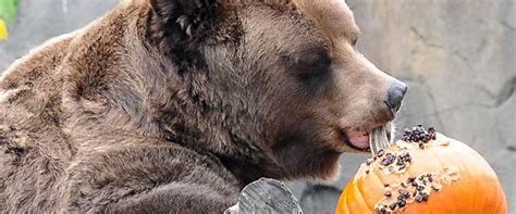 Halloween Treats Surprise Animals at Chicago Zoo - ABC News