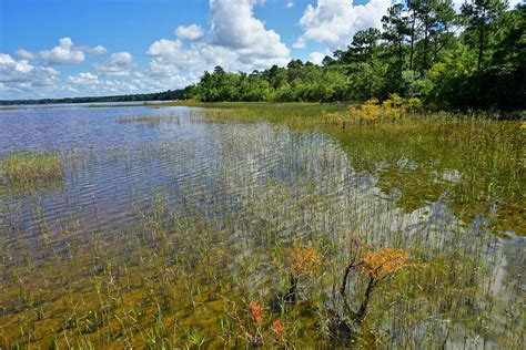 Lake Waccamaw State Park Wetlands Image - Freephoto ... Image Free Photo