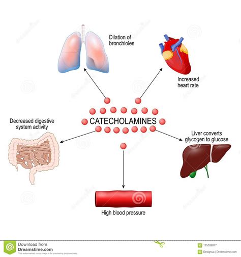 Stress Response System Vector Illustration | CartoonDealer.com #142253678