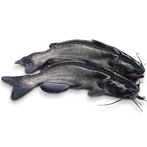 China Catfish Steak Manufacturers and Factory, Suppliers | MAKEFOOD