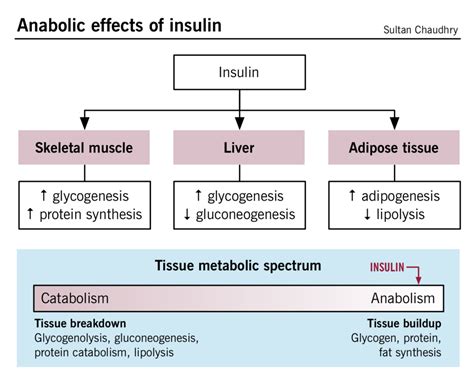 Hyperglycemic emergencies: diabetic ketoacidosis and hyperosmolar hyperglycemia state – McMaster ...