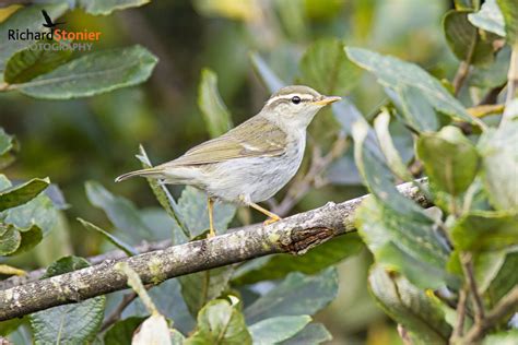 Arctic Warbler - Birds Online | Website of photographer Richard Stonier