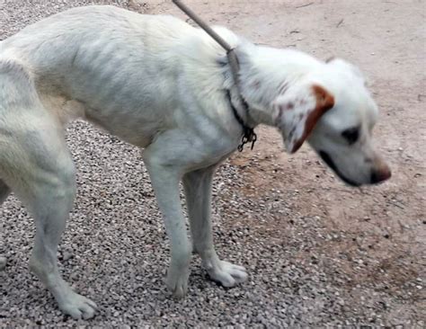 Un perro mastín famélico en Murcia: abandonado por los dos propietarios que lo mataban de hambre