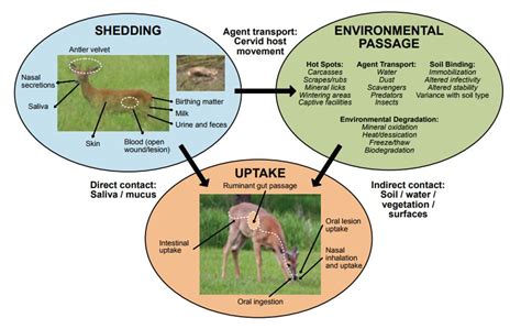 Monkeys Get CWD from Eating Infected Meat (Venison)