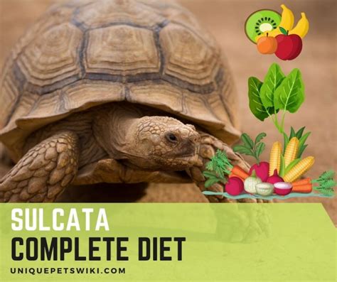 What Do Sulcata Tortoises Eat: Complete Sulcata Tortoises Diet (Baby To Adult)