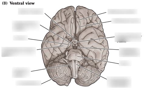 Ventral View Of Brain Diagram