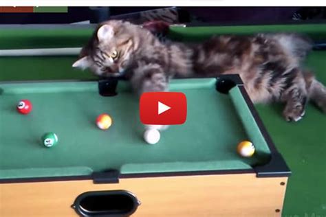 Cats Playing Pool - Love Meow