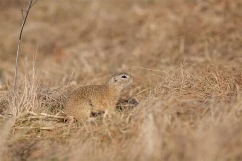 23 Most Endangered Animals in Europe