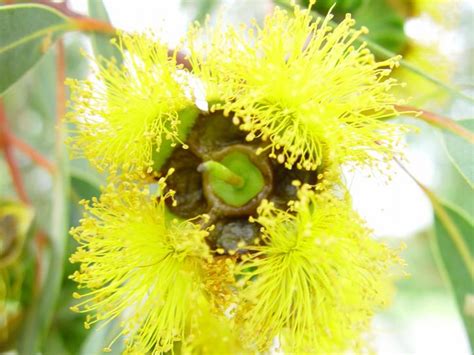 Free picture: bright yellow, gum, flowers