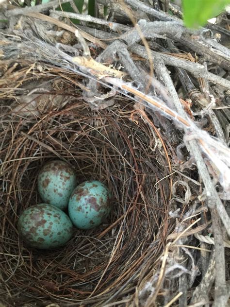 A Farmboy stuck in the city - Fox Farm - Riverside CA: Mockingbird nest