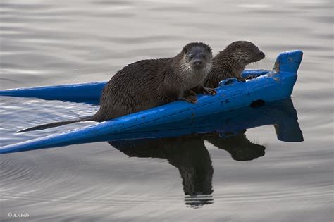 Nutria (Lutra lutra) | Alvaro F. Polo | Flickr