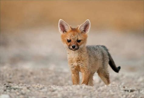 Cape fox cub | Animals that I love | Pinterest | Capes, Foxes and Cubs