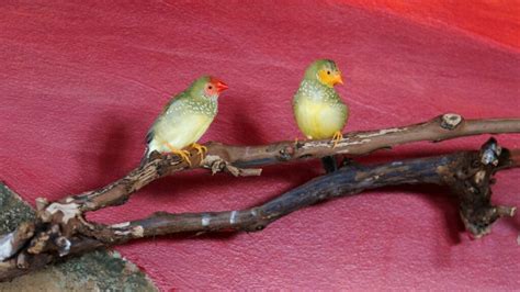 Star Finch - The Finches of Serenity | Serenity Aquarium & Aviary Services