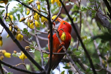 What Animals Live In Hawaii? - WorldAtlas