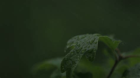 rain falling on leaves Stock Video Footage 00:23 SBV-303215975 ...