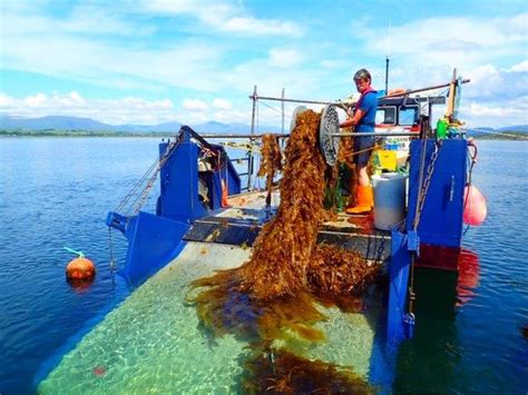 How seaweed farming can help to tackle climate change | The Fish Site