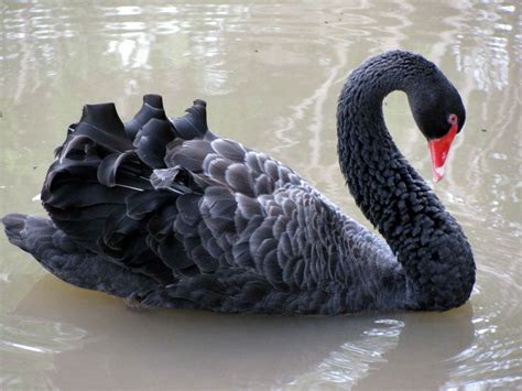 Black swan bird, Black swan, Bird drawings