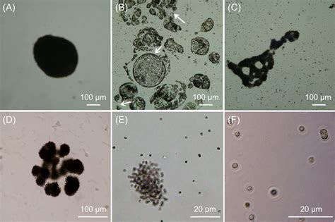 Colony formation in the cyanobacterium Microcystis - Xiao - 2018 - Biological Reviews - Wiley ...