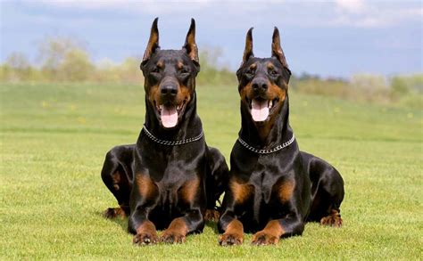 Doberman Noir, Black Doberman, Doberman Puppies, Doberman Pincher, Loyal Dog Breeds, Smartest ...