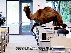 Geico Hump Day Camel