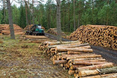 Lumber | Definition & Facts | Britannica