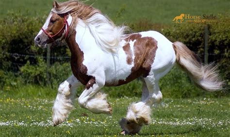 Budweiser Clydesdale Horse Breed: A Majestic Symbol of Heritage and Quality