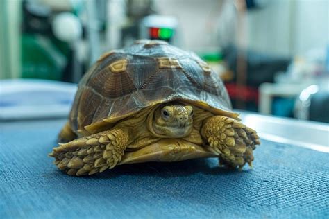 Sulcata Tortoise Lifespan: Vet-Reviewed Lifespan & Care Information | Hepper