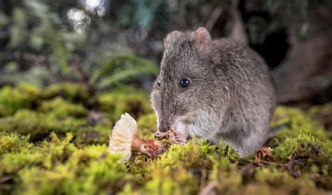 The long-nosed potoroo outsmarts and lives alongside cats - Australian Geographic