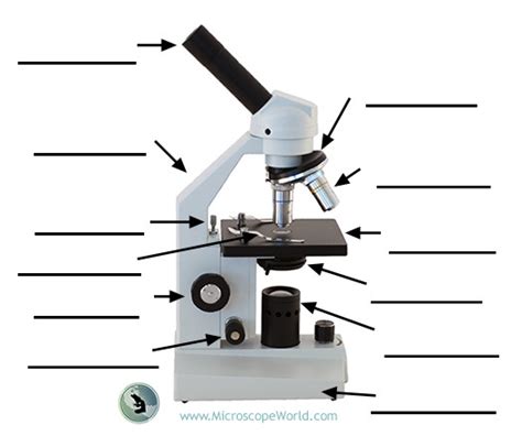 Labeling the Parts of the Microscope | Microscope World Resources