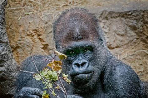 The Animals of the Buffalo Zoo – Anthony Morganti Photography