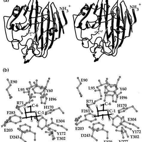 The L. lactis active site with bound L-arabinose. Shown in a is the ...