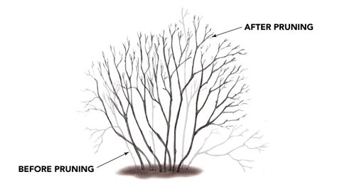 How to Prune Hollies - Fine Gardening