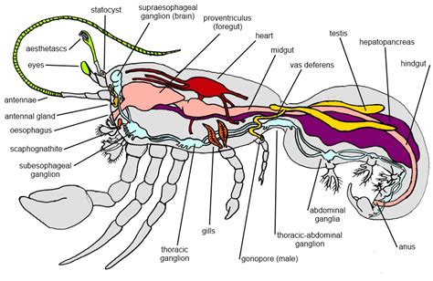 How a hermit crab fits inside its shell : r/interestingasfuck