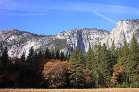 Yosemite National Park Tree - Free photo on Pixabay - Pixabay