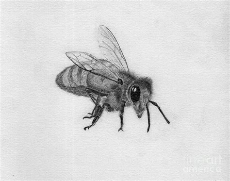 Bee Pencil Drawing Drawing by Dan Julien