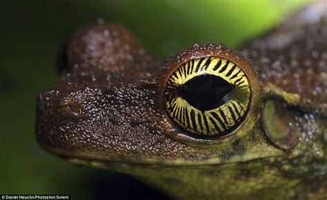 Mesmerising pictures show unnervingly alien-looking animal eyes that seem to peer straight back ...