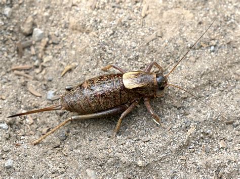 Elko residents fight crickets with snow plows | Serving Carson City for ...