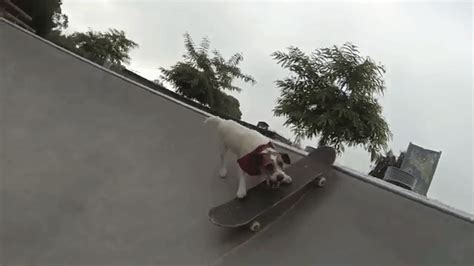 This skateboarding dog loves to skateboard | For The Win