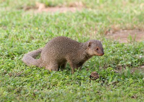 Indian Mongoose (Around Nerd Nite Honolulu (Anna O'Brien's)) · iNaturalist