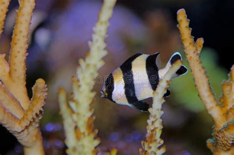 Four Stripe Damselfish - Dascyllus Melanurus Stock Photo - Image of aquaculture, coral: 114798868