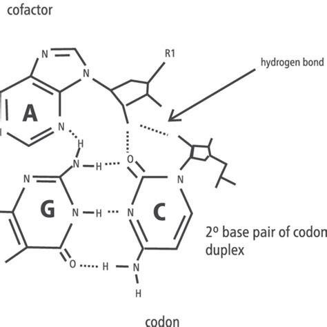 Model for the synthesis of new amino acids from simple amino acids... | Download Scientific Diagram