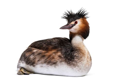 Grebe - A-Z Animals