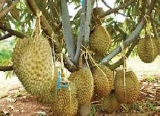 Gambar Membuat Durian Bawor Berbuah Mengenal Musim Gambar Pohon di Rebanas - Rebanas