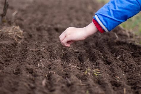 How To Harvest Carrot Seeds To Grow Next Season - Minneopa Orchards