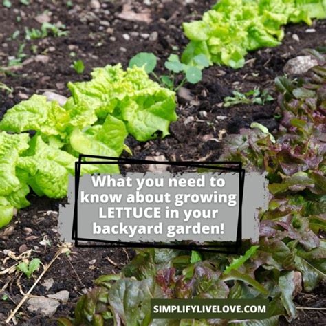 Growing Lettuce From Seed is Easy With These Tips - Simplify, Live, Love