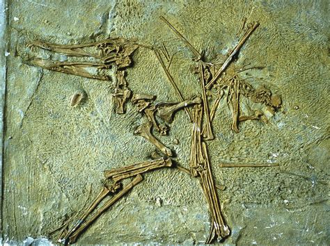 Fossil Remains Of The Pterodactyl Photograph by Sinclair Stammers ...