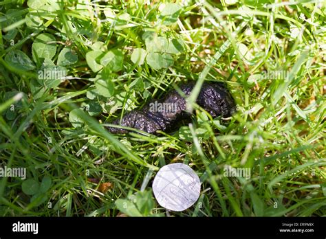 Hedgehog poo hi-res stock photography and images - Alamy