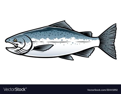 Saltwater chinook salmon fish Royalty Free Vector Image