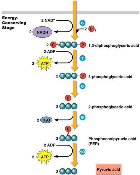 Glycolysis - Diagram, Steps, Pathway (Cycle), Products, Enzymes